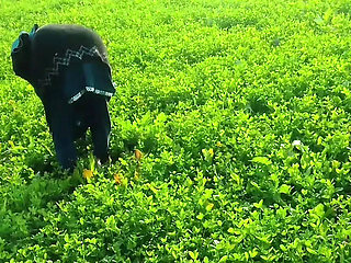 Abida Parveen Gets Fucked Hard in Khet, Then Stopped When Someone Comes