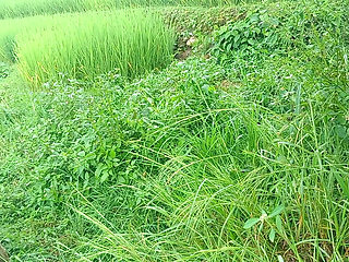 Nepali Jungle Vloge Sali Vena Sex Video