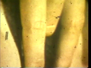 The Crazy Masturabada