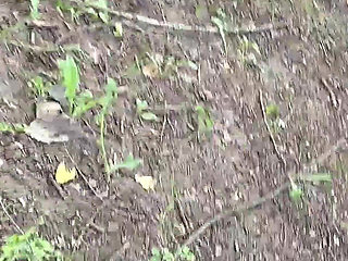 My Private Public Toilette