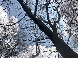 Anal in the Woods Part 1