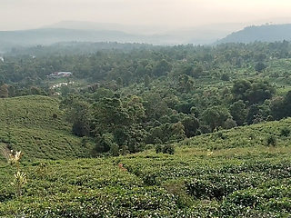 Walking Through a Beautiful Tea Plantation  Relaxing Nature Adventure