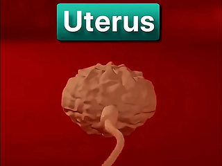 How does conception happen inside the human body?