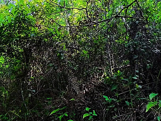 Sex with a Tourist on a Forest Trail