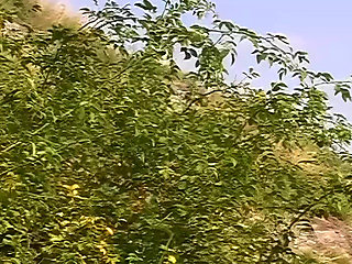 Blonde Slut Hard Fucked - Blowjob, Doggy and Facial