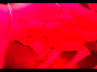 Big Areola Titty Flash Ft. Curvy Dani Valentina