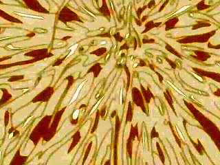 Eternal Magnetic Fantasy lost beyond reality