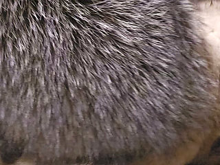 Fox fur mittens masterbation furry coat cum