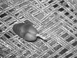 Hot Indian Gay Cumshot Video