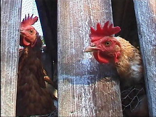 Big Blowjobs and Beautiful Love