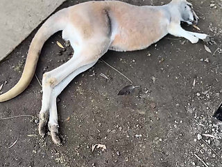 A Real Australian Experience With Aussie Hottie Jade Harper