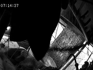 Amateur Hidden Cams Reveal Cock Riding Hoes