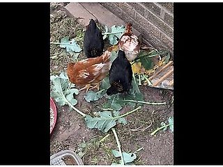 Our Chicks Love Brocoli