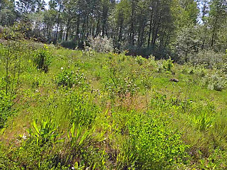 Wildlife Area Walk