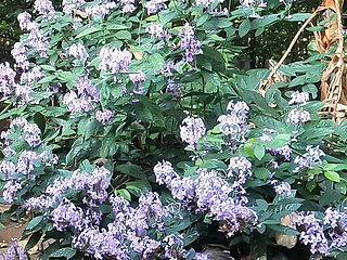 Beautiful Desi Girl Getting Nude Outside in the Garden