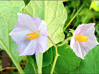 Bangla choti golpo Father-in-low and son's wife