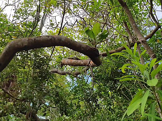 FRIEND I CAUGHT IT IN THE FOREST AND I PUT MY COCK VERY HARD GIVING A SIP INSIDE MY ASS