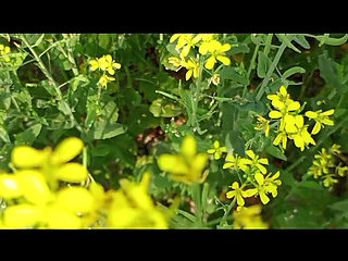 Hot Desi Boudi Homemade   Hardcore Bangla Boudi Devar Sex With Loud Moans And Cumshot