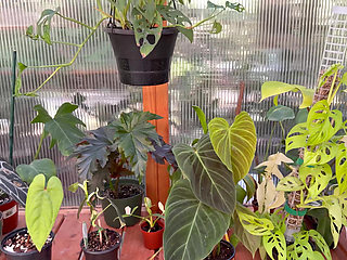 Spring Greenhouse Tour