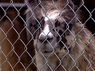 Extreme Ride with Divine Beauty