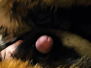 Cock buried in fur till it cums furry cum shot