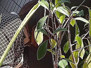 I Pee in the Potted Plant Again