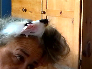 Kitty Meow Meow