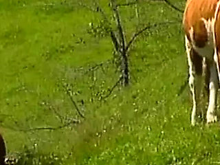 Hot German orgy with big tits babes in a cabin - hardcore fucking & sucking