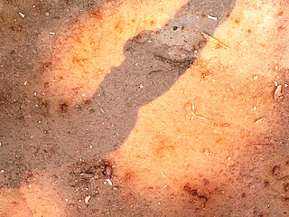 Magnificent babes get screwed in wild orgy