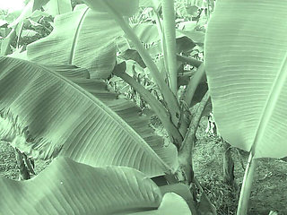 Big Ass Indian Couple Village Sex