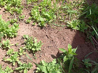pussy piss dirt for care litter tree