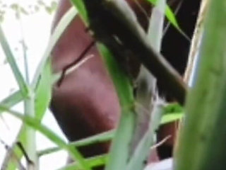 Slender Girl in the Jungle