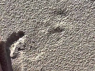 Comparing Size 16 Feet to Sand Prints at the Beach