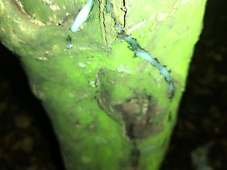 Showing Creampie on a Tree and Softening Cock After Jerk off
