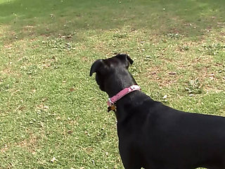 Sexy and Beauty Lesbians Spread Legs and Gets Horny Fingering and Licking Dildo Fucking