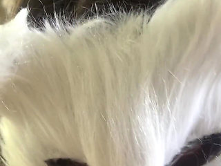 Today I'm a Naughty Kitten Who Wants Milk