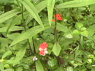 Little Anal Cream Puffs 03