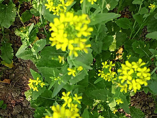 Bengali Wife First Time Video - Wet Pussy fingering 2026