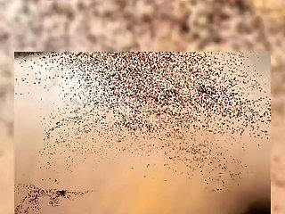 It's the Lisa Show, Everyone!