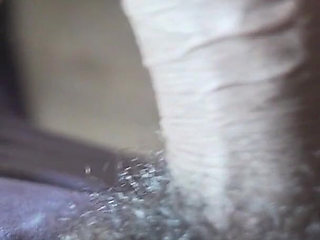 PAWG Dutch Sucking Daddy's BBC