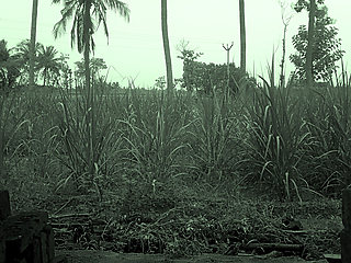 Indian House Wife Boobs Oudoor Sex