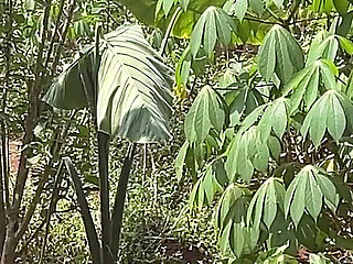 Be Quick so No One Will Catch Us(the Making)