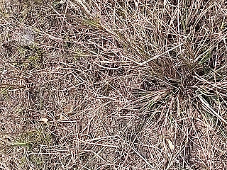 Gay Boy Outdoor Pussy Fuck Sissy Anal