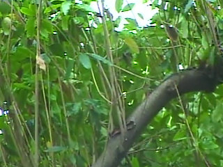 Lesbische Abenteuer im Garten